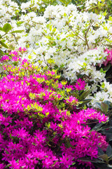 Rhododendron frowers at a garden