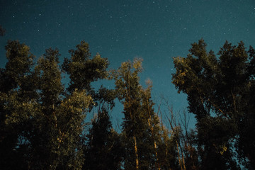 Fototapeta premium cosmic sky through the leaves