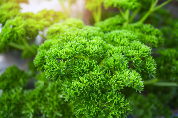 Fresh green curly parsley leaves in the vegetable farm garden