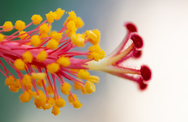 HIBISCUS