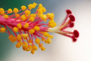 HIBISCUS