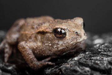 Frog macro picture