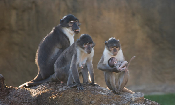 Familia de monos 