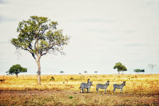 Picture of African landscape with group of  3 zebras, Tanzania, Africa.