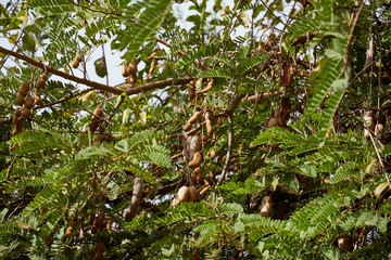 Sweet tamarind and leaf on the tree. Raw tamarind fruit hanging on the tree in the garden with natural background.