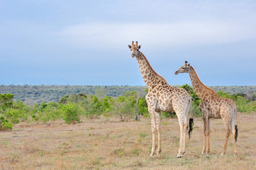 Adult and baby giraffe