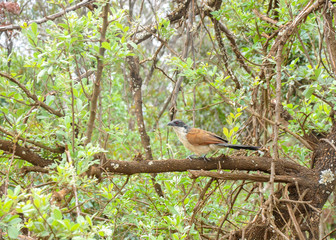 South African Bird