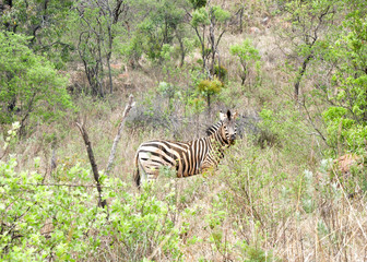 Zebra looking