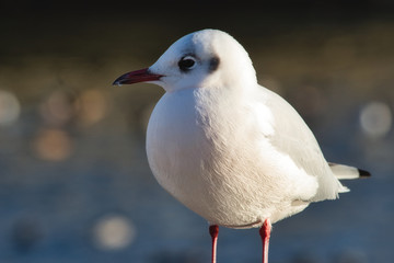 Closeup portrait of a red-billed gull at the seaside