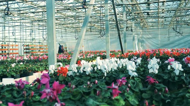 Big greenhouse full of colorful flowers, cyclamens. Flower growing in greenhouse.