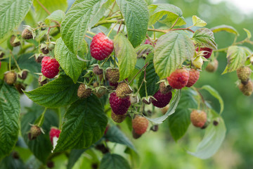 Ripe red raspberry grows in the garden, useful fruit, berry Bush, background