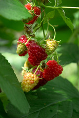 Ripe red raspberry grows in the garden, useful fruit, berry Bush, background
