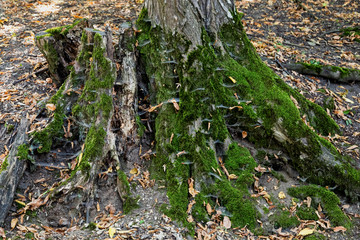 Image of the Hoia Baciu forest, one of the most haunted forest in the world in  Cluj-Napoca, Transylvania, Romania