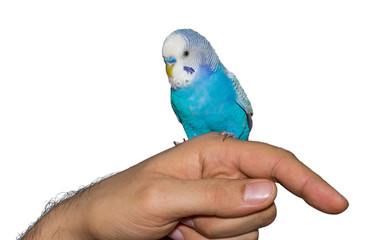 Parrot on hand, isolated on white background