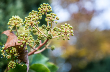 Autumnal buds in the fall in an English garden.
