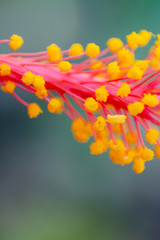 HIBISCUS