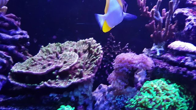 Video of Yellow Pyramid Butterflyfish - (Hemitaurichthys polylepis)