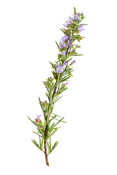 Rosemary Sprig In Flowers Isolated On White Background