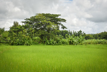 Fresh green rice field agriculture planting rice farming in the rainy season plant and tree background