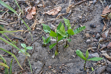 Close up of gentle fresh green growing cashew tree sprout