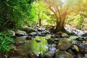 River stream landscape waterfall green forest nature jungle on the mountain with rocks stones
