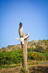 Animal Skull / Buffalo or cow skull hang on the wooden pole at dry land