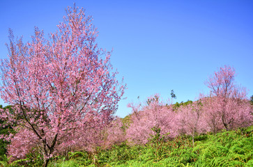 Pink tree of Wild Himalayan Cherry blossom or thai sakura flower tree landscape mountain hill