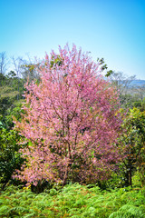 Pink tree of Wild Himalayan Cherry blossom or thai sakura flower tree landscape mountain hill