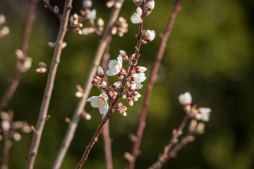 Cherry blossoms on the Cote d'Azur