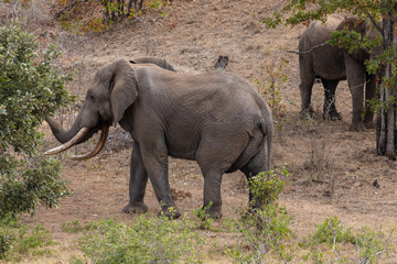 Elefant 73