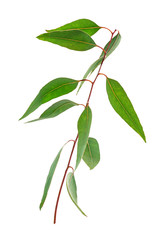 Herbal therapy: Eucalyptus branch isolated on a white background