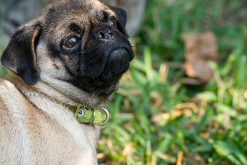 Obraz premium PUG