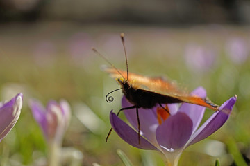 Schmetterlinge Deutschlands - Kleiner Fuchs