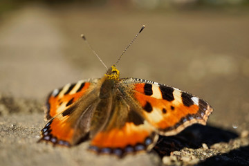 Fototapete bei efototapeten.de bestellen   