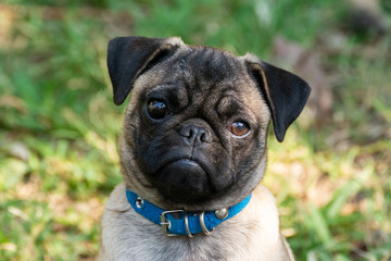 PUG