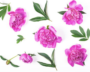 Floral pattern made of pink peony flowers and leaves isolated on white background. Flat lay. Top view.