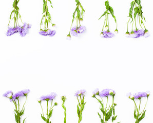 Fototapeta na wymiar Border made of violet flowers on white background. Top view with copy space. Flat lay.