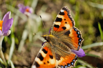 Schmetterlinge Deutschlands - Kleiner Fuchs