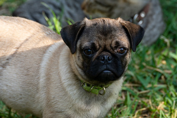 Obraz premium PUG