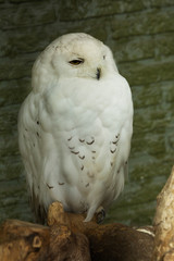 Snowy owl (Bubo scandiacus).