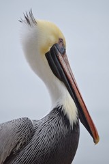 brown pelican bird spring breeding plumage Florida close up