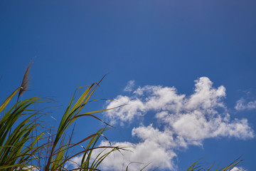 A Group of Sugar Canes 3
