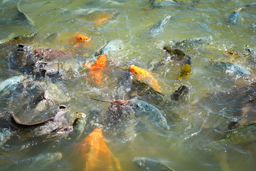 Orange golden carp fish tilapia and catfish feeding food on water surface ponds