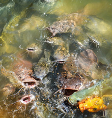 Obraz na płótnie Canvas Orange golden carp fish tilapia and catfish feeding food on water surface ponds