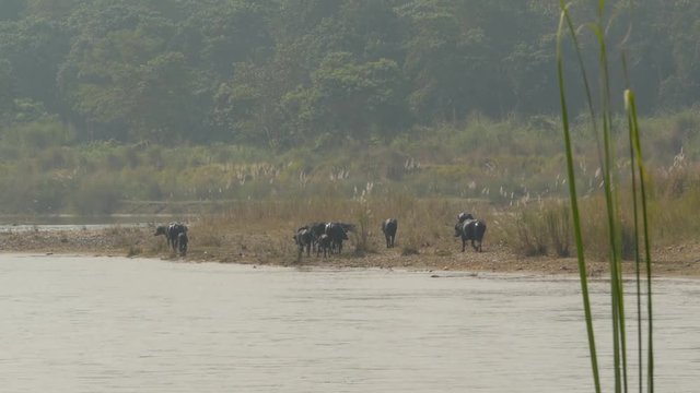 Wild bulls on shore of national park river. View of black wild buffalos on coast of river in Chitwan national park in sunlight haze, Nepal