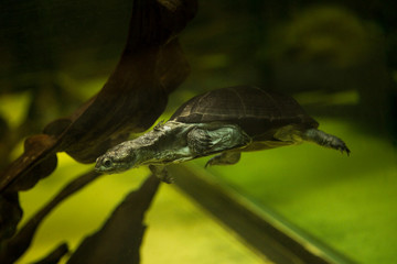 African keeled mud turtle (Pelusios carinatus).