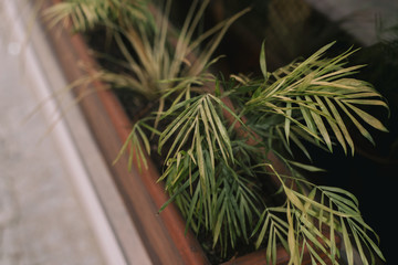 flowerpot