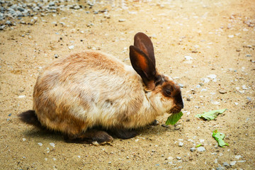 brown bunny sitting on the ground eating leaf in rabbit farm animal