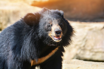 Asian Black bear with chest The V shape is white wool