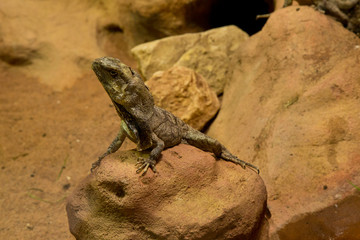 Frilled-neck lizard (Chlamydosaurus kingii).